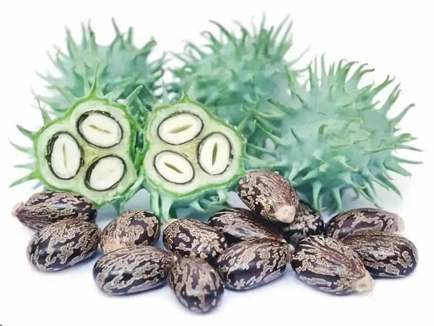 華泰蓖麻籽預處理解決方案
