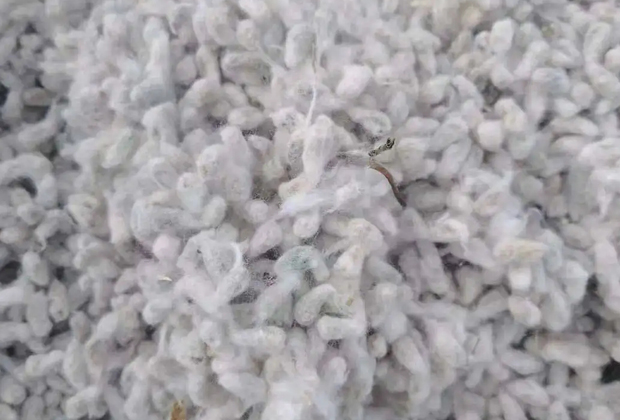 華泰棉籽預處理解決方案